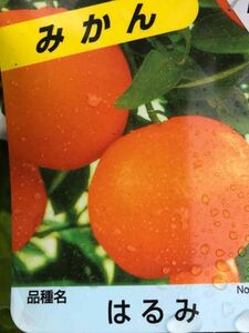 Harumi Citrus PVP Grafted Seedlings