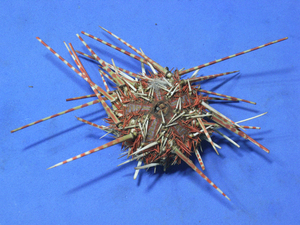 Sea urchin specimen 109mm*107mm. Taiwan