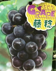 Ultra -large grain grapes Minoru Fuji