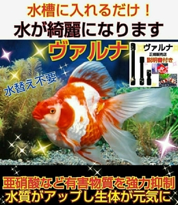 For improvement of water quality! Significantly reduced nitrite! [Varnamini 8 cm] Powerful substances are strongly suppressed! The transparency is improved and the living body is activated! No need to change water ☆ Prevention of pathogens and infectious diseases