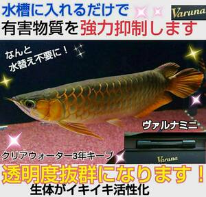 Explosive selling [Varnamini 23 cm] Powerful substances are strongly suppressed! Excellent transparency! ☆ No need to change water! Just put it in the aquarium! Manual