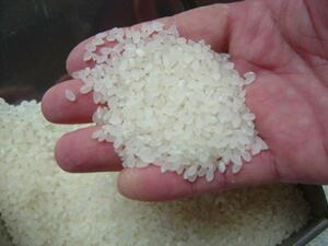 General of Oriwa 4 years! New rice! ! Kinuhikari white rice from Shiga Prefecture 5㌔ 1980 yen