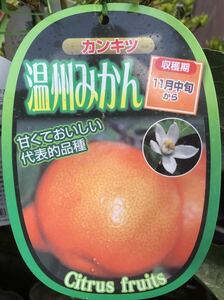 Wenzhou mandarin oranges