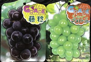 Minoru Fuji Shine Muscat PVP Luxury Grape Seedling 2 Sypress