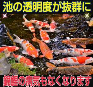 The transparency of the pond is outstanding.Protect Nishikigoi from illness!500 ton purification just by putting it in the pond!