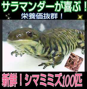 To feed the salamander! fresh! Freshly picked up! 100 sets of shrimp rice ☆ Eat well! Nutritional score! For reptile bait, turtle bait, ornamental fish bait, fishing bait