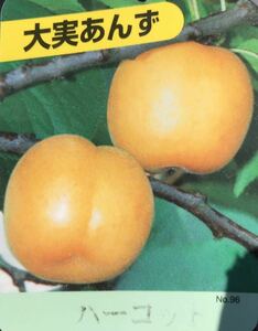 Harcott Daifu Great Anns Seedlings 1