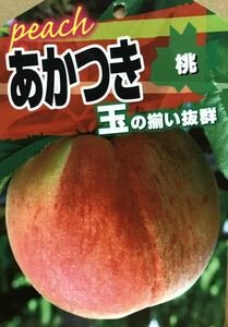 Akatsuki peach grafted seedlings