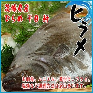 [Commercial use] Life flounder 2kg or more flounder flounder floats 鮃