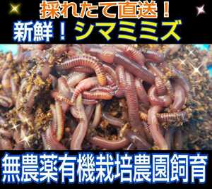 To feed the salamander! fresh! Freshly picked up! 100 sets of shrimp rice ☆ Eat well! Nutritional score! For reptile bait, turtle bait, ornamental fish bait, fishing bait