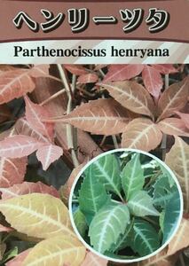 Henryzuta deciduous fallen seasonal seedlings 3 shares