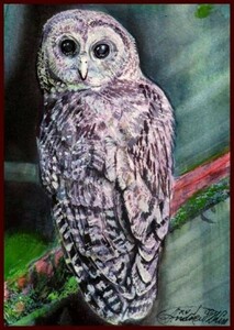 ☆☆☆ Black eyes “Spots owls” who look at watercolors