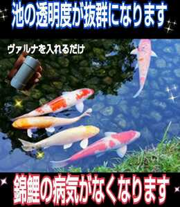 Nishikigoi disease is gone [Varna Pond] Powerful substances such as pathogens and infectious diseases are strongly suppressed! Excellent transparency ☆ Just put in the pond to purify 500 tons