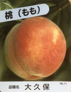 Okubo peach grafting seedlings