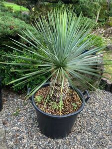 Spanish carefully selected stock Yucca Lostlata cold-resistant-18 degrees dry dynasty Symbol Tree YUCCA Gardening Garden
