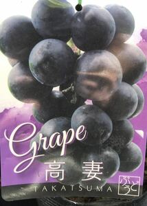 Takadsu grape seedlings