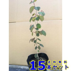 Tosamizuki (Tosa Mizuki) 15.0p 15 trees height around 0.3m 15.0p 15.0P planted tree seedling symbol tree hedge