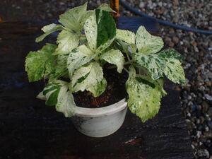 Hydrangea macrophylla thunbergii. Color leaf resistant deciduous shrub.