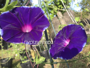 Limited variety !! Owl asagao ★ 3 seeds of "Velvet Purple"