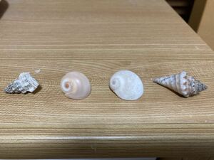 4 kinds of beautiful hermit crab shells