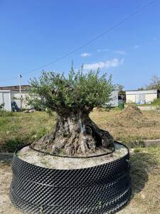 X60 Spanish Tree 400 years old -Taikoku Goku cavity cobb olive Kogi Fukuoka Sales