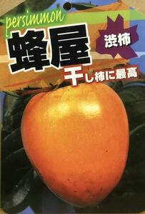 Ideal for making anpo dried persimmons 1 binder Hachiya Shibu persimmon grafting seedlings