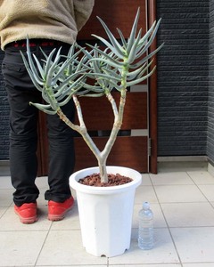 [Actual item] [Large] Aloe Ramoshima (Ramoshima Lamosishimo) No. 10 W58