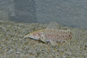 Brocho Hopro = Mega Rex / Pictta Albino adult fish