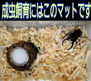 Adult breeding of stag beetle ☆ Refreshing coniferousle clean mat ☆ Cobai, mites do not spring up! The inside of the case is brighter and the living body looks cool