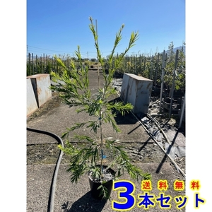 Plants Callistemon (Bottlefruit, Buttercup) 18.0p 3 trees Height around 1.0m 18.0p