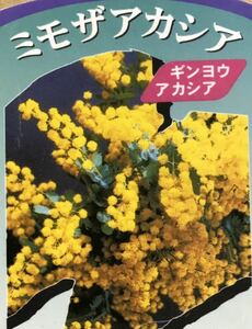 Mimosa Acacia (Ginba Acacia) Seedling