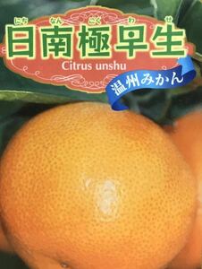Wenzhou Mandarin (Nippon Phantom early) Citrus grafted seedlings