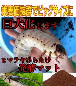 80 liters [Improvement version] Himalaya Hiratake Bacterial Floor Fermented Cabutomushi mats ☆ Larva is big size! Outstanding nutritional value kugyugi 100 % spawning mat