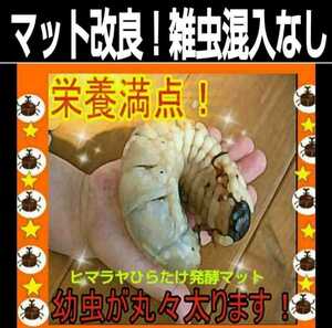 [Improvement version] For beetle larvae bait, spawning! Himalaya Hiratake fermentation mat! Outstanding nutritional value! On the fly, there is no obum! You will get fat!