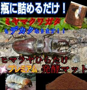 Excellent to Miyama! It has evolved! Premium 3rd fermented fermented stagat mat ☆ Nutrition additives, 3x symbiotic bacteria! For Ante, Hirata, Rainbow, and saw!