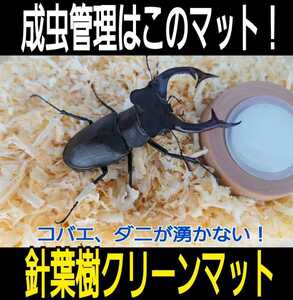 Adult breeding of stag beetle ☆ Refreshing coniferousle clean mat ☆ Food, cracked mites do not spring up! The inside of the case is brighter and the living body looks cool