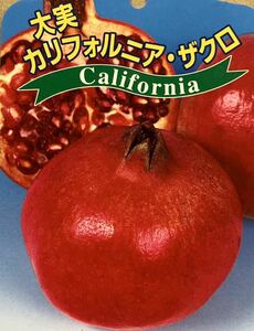 Great Pomegranate California Seedling