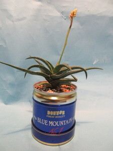 An empty can GREEN Aloe Aloe ALOE empty can diameter 82 x height 85 mm houseplant postage Successive bidder Baid to be picked up in a photo