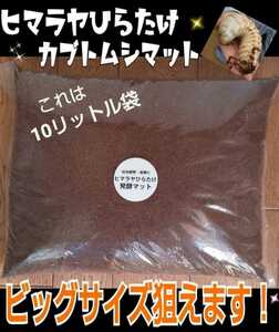 Beetle larva is a big size [improved version] Himalaya Hiratake fermented mat! For larvae feed, spawning mat! 5 liters bag fly, cosmetic does not spring up