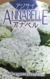 Anabel asparagus