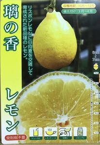 Ri no Ka PVP Large Lemon Finding Seedling