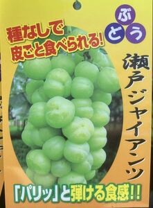 Seto Giants grape seedlings that can be eaten with the skin without seeds