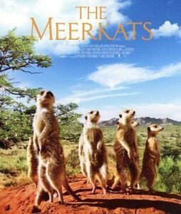 Meercat (Blu -Ray Disc) / James Honey Born (Director), Sara Class (Music)