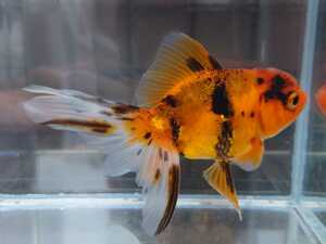 Goldfish [Higashi Nishiki] Tiger pattern 3 sets