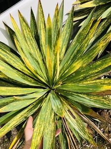 Yucca Gloriosa spots, spots,