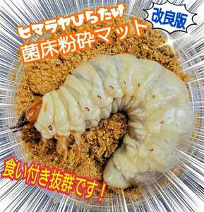 The stag beetle larva becomes bigger! Bacterial floor mat ☆ Just pack in a bottle! Ookuwagata, Hirata, Nijiiro, saws, etc. in general! OK from the first order to 3