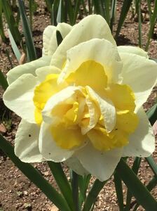 Wisen bulb 2 ball daffodils