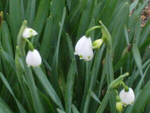 Suzuranusen bulb 15 Ball Narcissus Snow Flake next year
