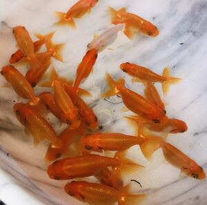 Uno -based Ranchu 6 dawn 2 years old 4㎝ ~ 6㎝ There is a difficulty in Kyoto -based Tottori Prefecture Rancho Gill Lid