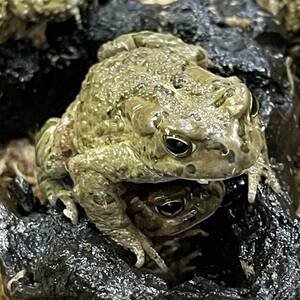 Now a valuable frog! ★★★ Egypti Midori Hikigiga Hikiga ★★★ Biological cricket explosion! Appendix frog breeding frog